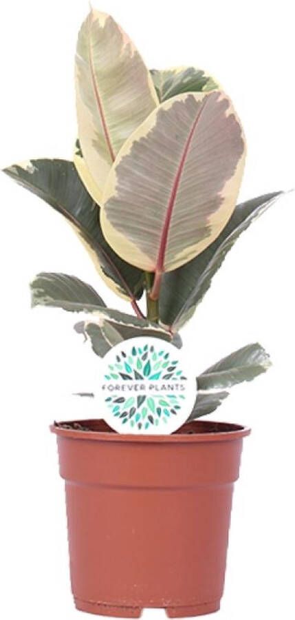 BOTANICLY Groene plant – Rubberboom (Ficus Elastica Tineke) – Hoogte: 50 cm – van