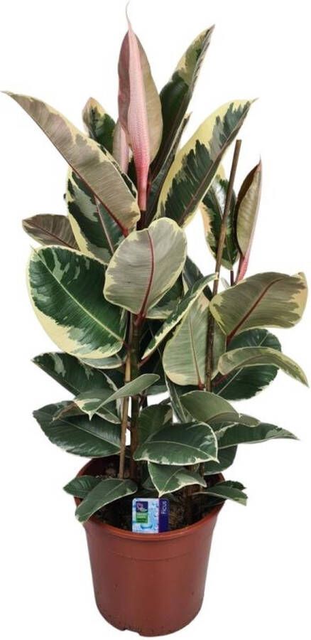 BOTANICLY Groene plant – Rubberboom (Ficus Elastica Tineke) – Hoogte: 85 cm – van