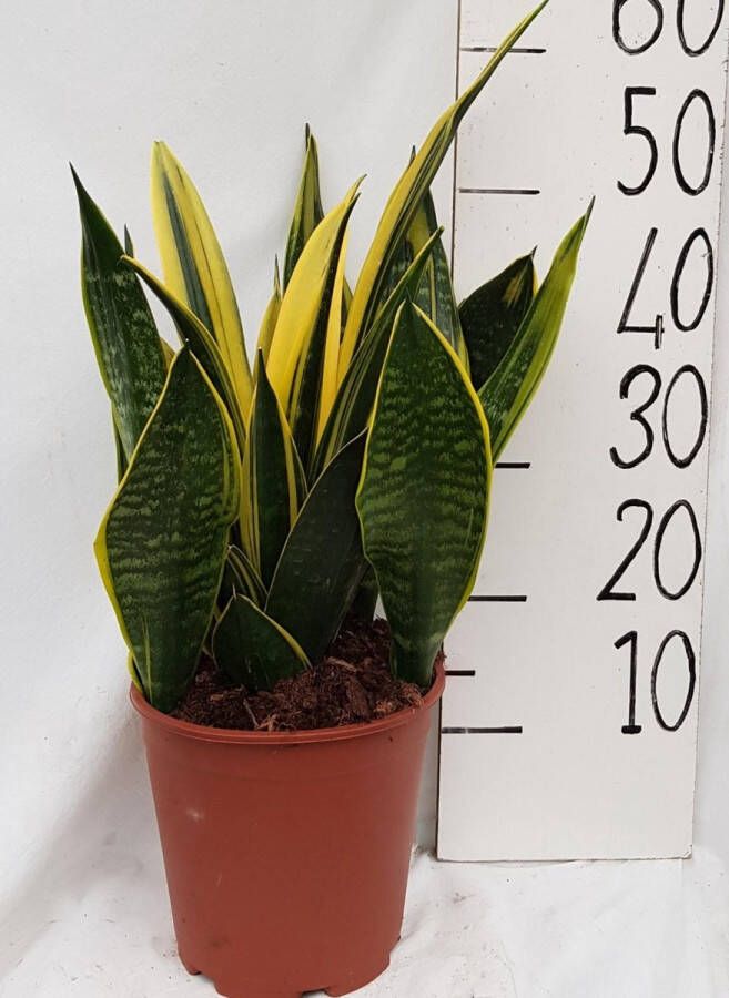 BOTANICLY Groene plant – Sanseveria Goldflame (Sanseveria Goldflame) – Hoogte: 50 cm – van