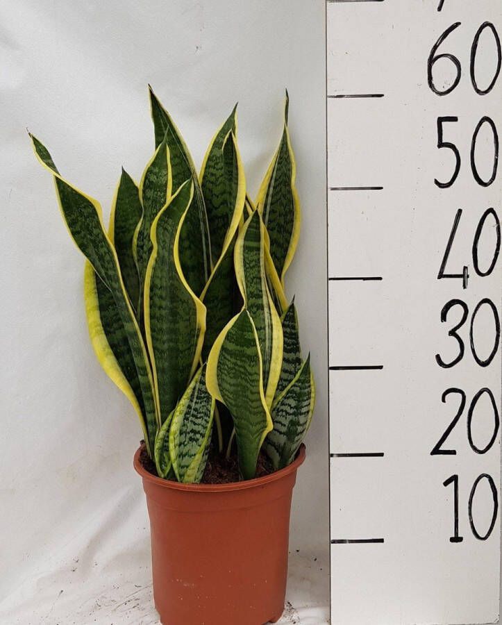 BOTANICLY Groene plant – Sanseveria Laurentii (Sanseveria Laurentii) – Hoogte: 60 cm – van