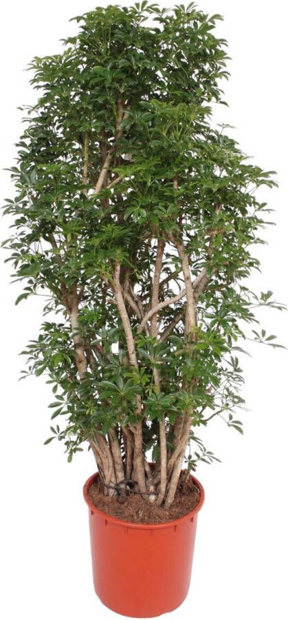 BOTANICLY Groene plant – Scheflera Luseana (Scheflera Luseana) – Hoogte: 160 cm – van