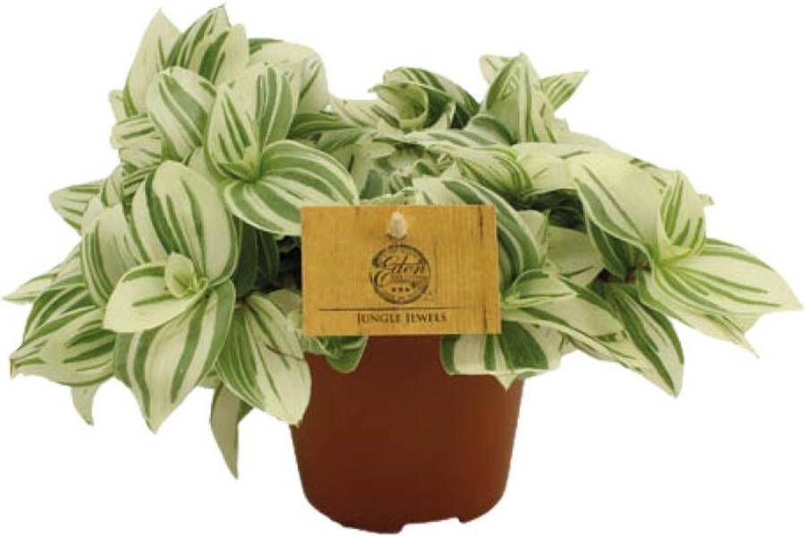 BOTANICLY Groene plant – Tradescantia Brightness (Tradescantia Brightness) – Hoogte: 20 cm – van