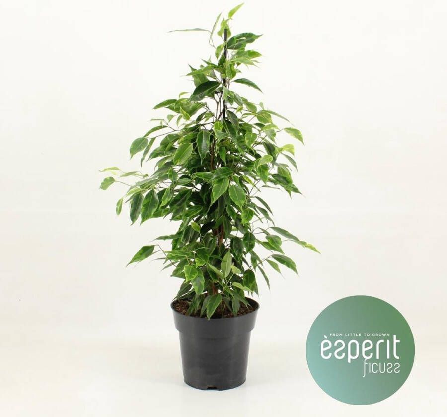 BOTANICLY Groene plant – Treurvijg (Ficus benjamina Anastasia) – Hoogte: 60 cm – van