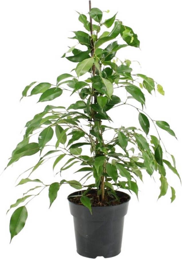 BOTANICLY Groene plant – Treurvijg (Ficus benjamina Danita) – Hoogte: 70 cm – van