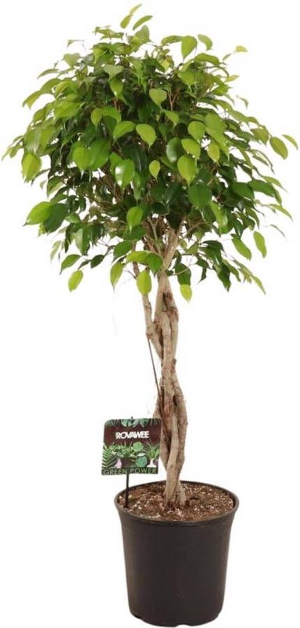 BOTANICLY Groene plant – Treurvijg (Ficus benjamina Exotica) – Hoogte: 120 cm – van