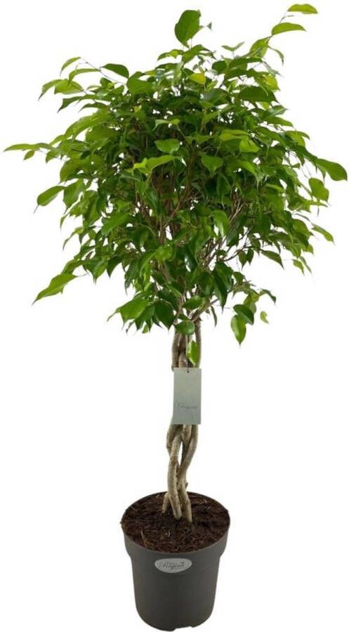 BOTANICLY Groene plant – Treurvijg (Ficus benjamina Exotica) met bloempot – Hoogte: 100 cm – van