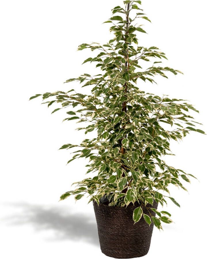 BOTANICLY Groene plant – Treurvijg (Ficus benjamina) met bloempot – Hoogte: 95 cm – van