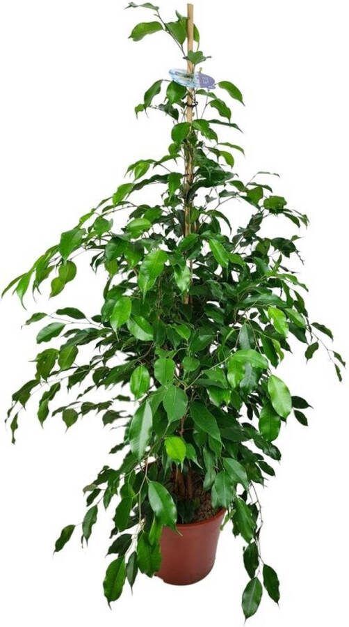 BOTANICLY Groene plant – Treurvijg (Ficus Danielle) – Hoogte: 135 cm – van