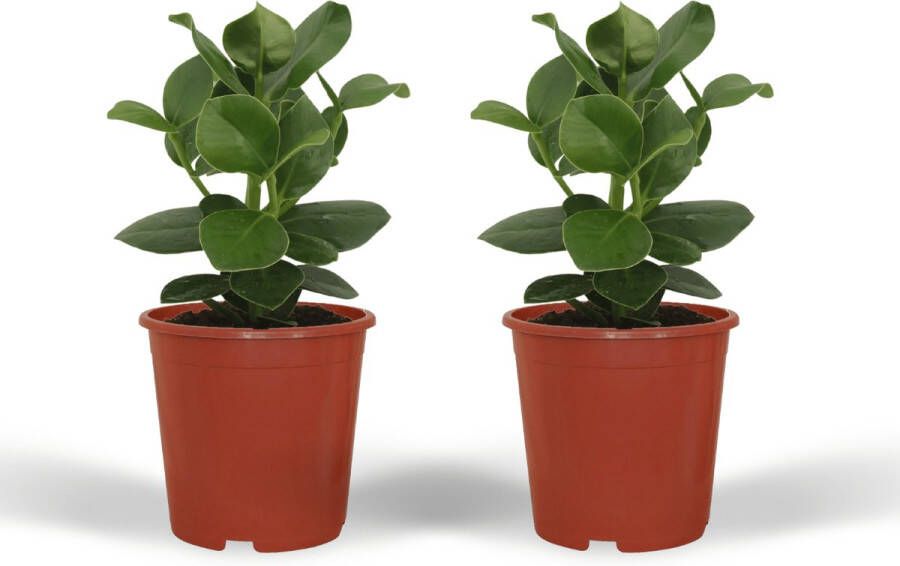 BOTANICLY Groene plant – Varkensboom (Clusia Princess) – Hoogte: 25 cm – van