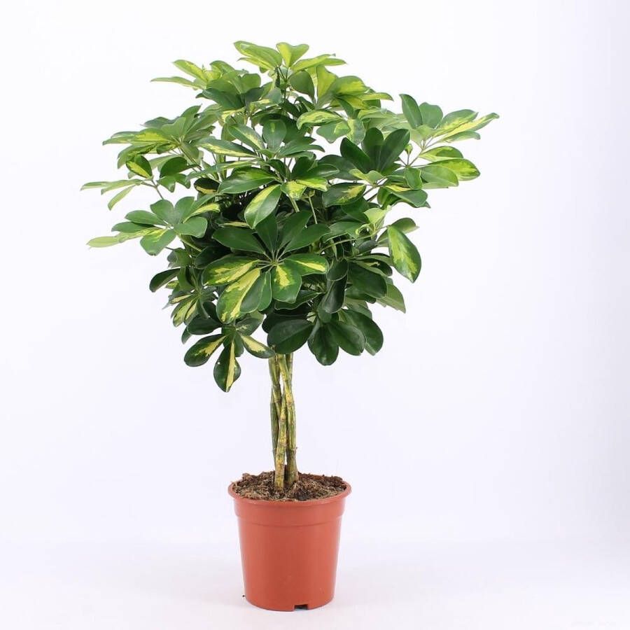 BOTANICLY Groene plant – Vingerboom (Schefflera Arboricola Gold Capella) – Hoogte: 75 cm – van