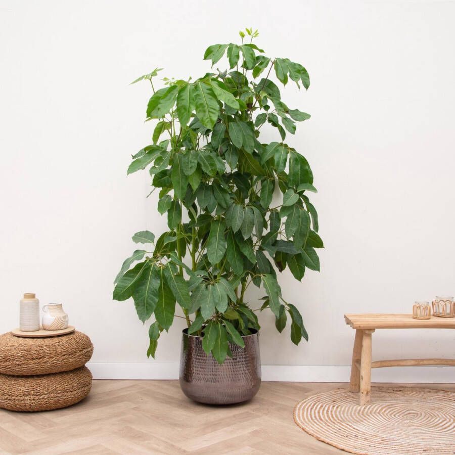 BOTANICLY Groene plant – Vingersboom (Schefflera Amate) – Hoogte: 200 cm – van