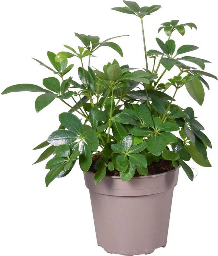 BOTANICLY Groene plant – Vingersboom (Schefflera arboricola) – Hoogte: 45 cm – van