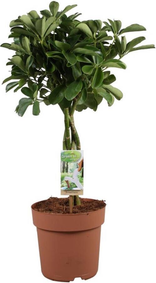 BOTANICLY Groene plant – Vingersboom (Schefflera arboricola) – Hoogte: 80 cm – van