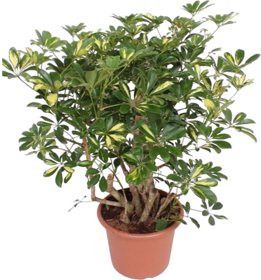 BOTANICLY Groene plant – Vingersboom (Schefflera) – Hoogte: 130 cm – van