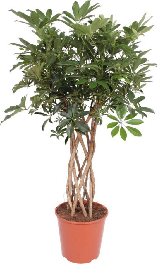 BOTANICLY Groene plant – Vingersboom (Schefflera) – Hoogte: 140 cm – van