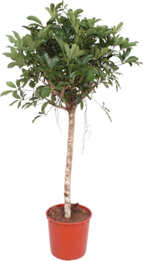 BOTANICLY Groene plant – Vingersboom (Schefflera) – Hoogte: 150 cm – van