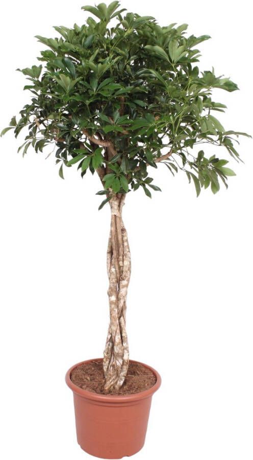 BOTANICLY Groene plant – Vingersboom (Schefflera) – Hoogte: 180 cm – van