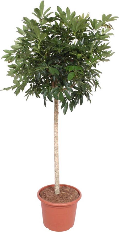 BOTANICLY Groene plant – Vingersboom (Schefflera) – Hoogte: 190 cm – van