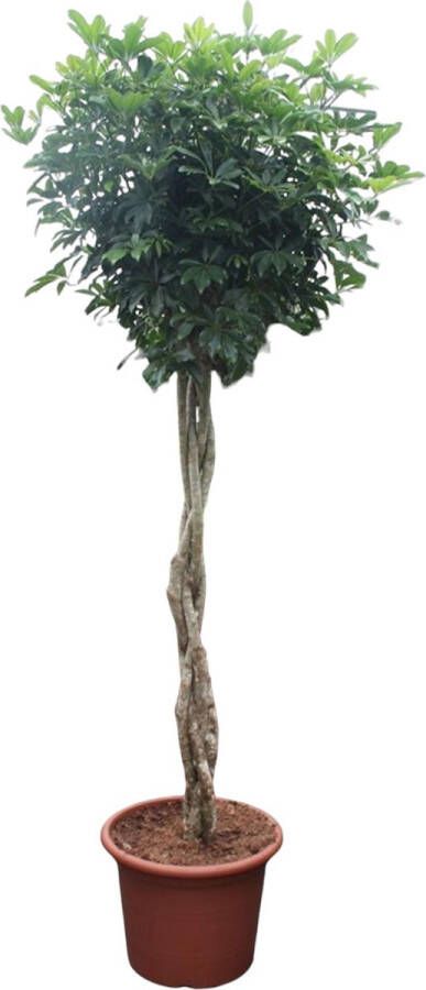 BOTANICLY Groene plant – Vingersboom (Schefflera) – Hoogte: 250 cm – van