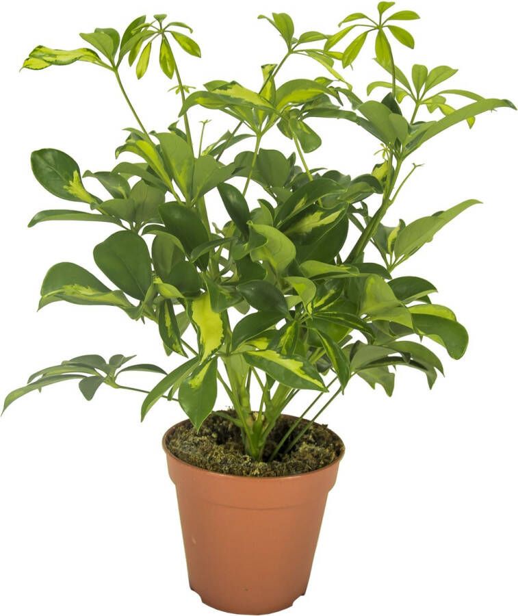 BOTANICLY Groene plant – Vingersboom (Schefflera) – Hoogte: 35 cm – van