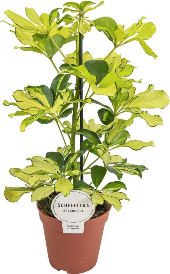 BOTANICLY Groene plant – Vingersboom (Schefflera) – Hoogte: 45 cm – van