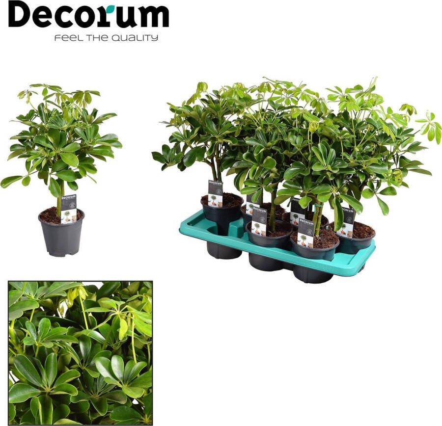 BOTANICLY Groene plant – Vingersboom (Schefflera) – Hoogte: 50 cm – van