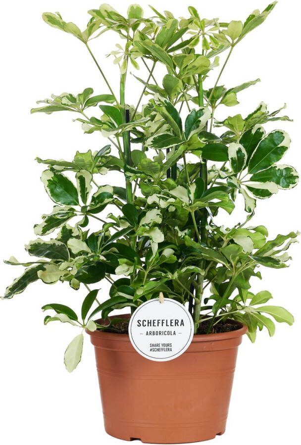 BOTANICLY Groene plant – Vingersboom (Schefflera) – Hoogte: 55 cm – van