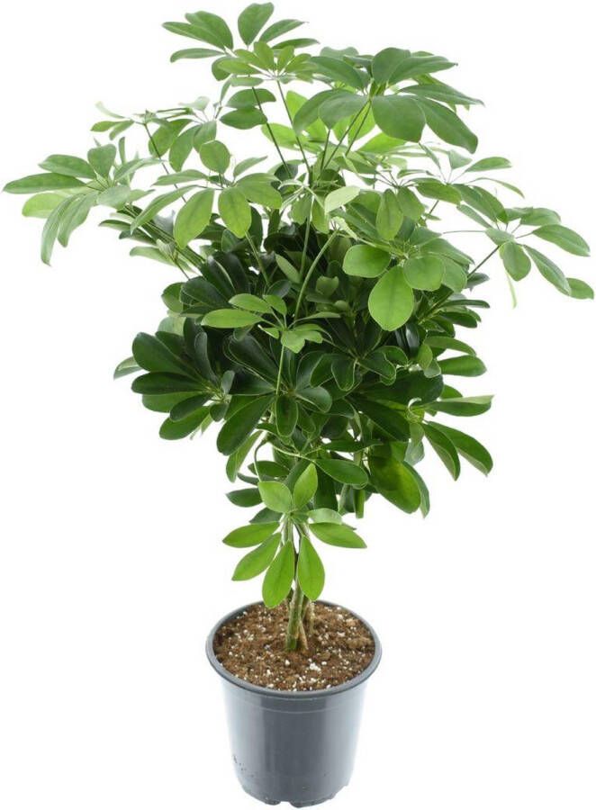 BOTANICLY Groene plant – Vingersboom (Schefflera) – Hoogte: 75 cm – van