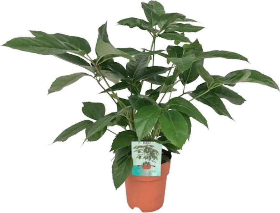 BOTANICLY Groene plant – Vingersboom (Schefflera) – Hoogte: 75 cm – van