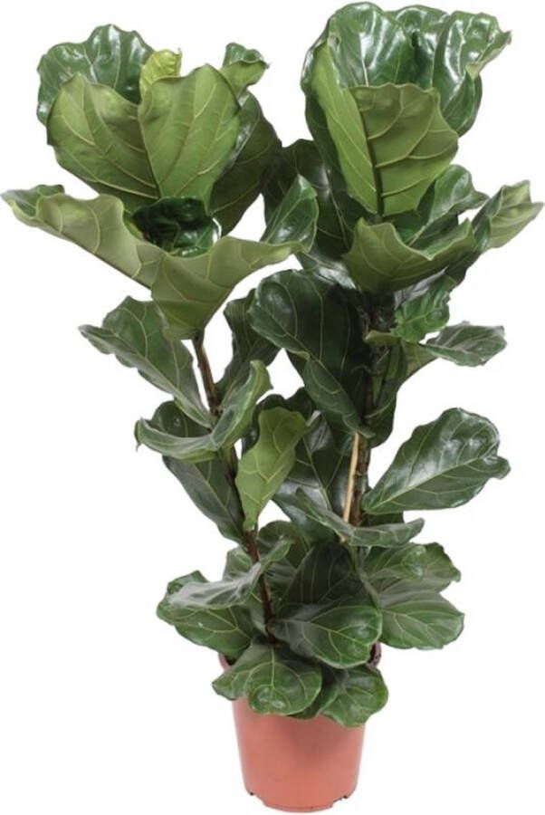 BOTANICLY Groene plant – Vioolplant (Ficus Lyrata) – Hoogte: 100 cm – van