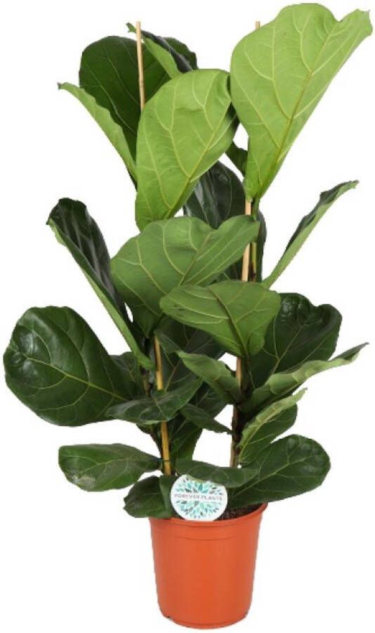 BOTANICLY Groene plant – Vioolplant (Ficus Lyrata) – Hoogte: 110 cm – van