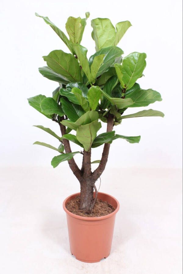 BOTANICLY Groene plant – Vioolplant (Ficus Lyrata) – Hoogte: 120 cm – van