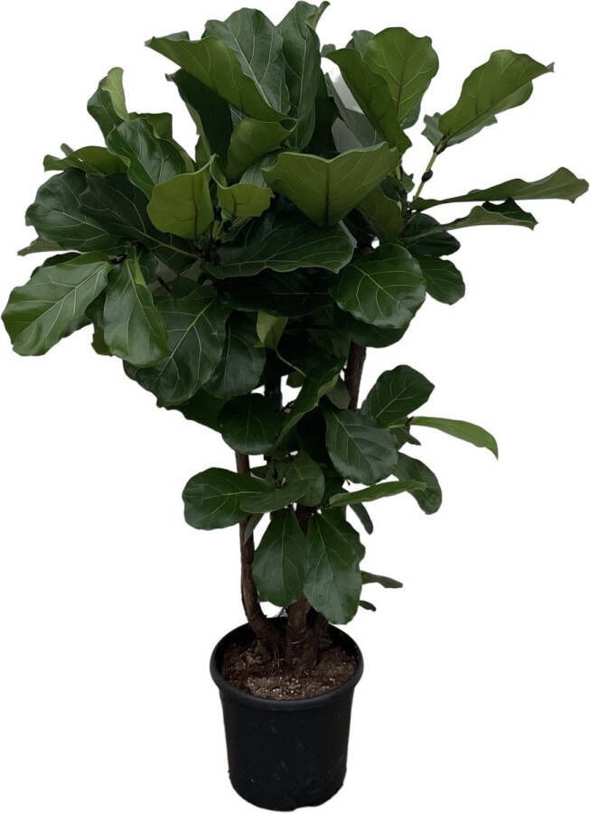 BOTANICLY Groene plant – Vioolplant (Ficus Lyrata) – Hoogte: 160 cm – van