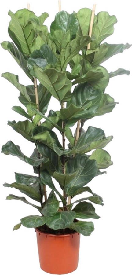 BOTANICLY Groene plant – Vioolplant (Ficus Lyrata) – Hoogte: 180 cm – van
