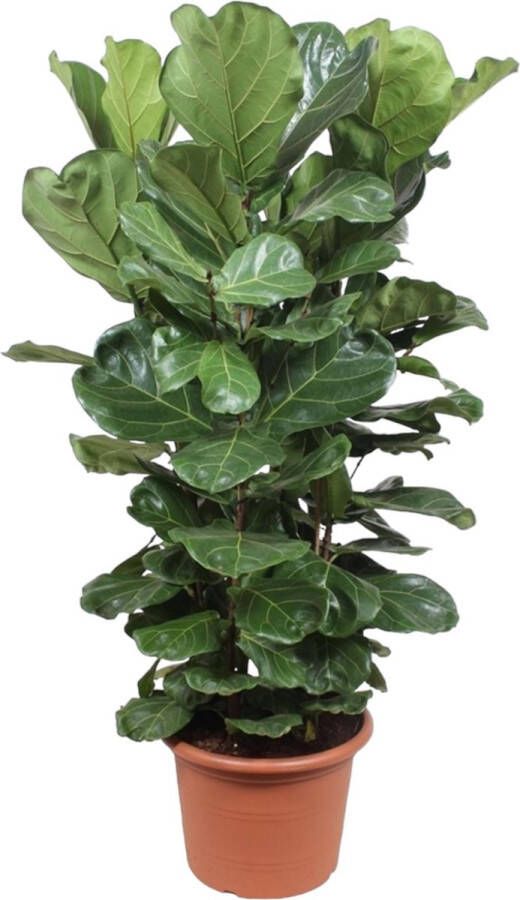 BOTANICLY Groene plant – Vioolplant (Ficus Lyrata) – Hoogte: 180 cm – van