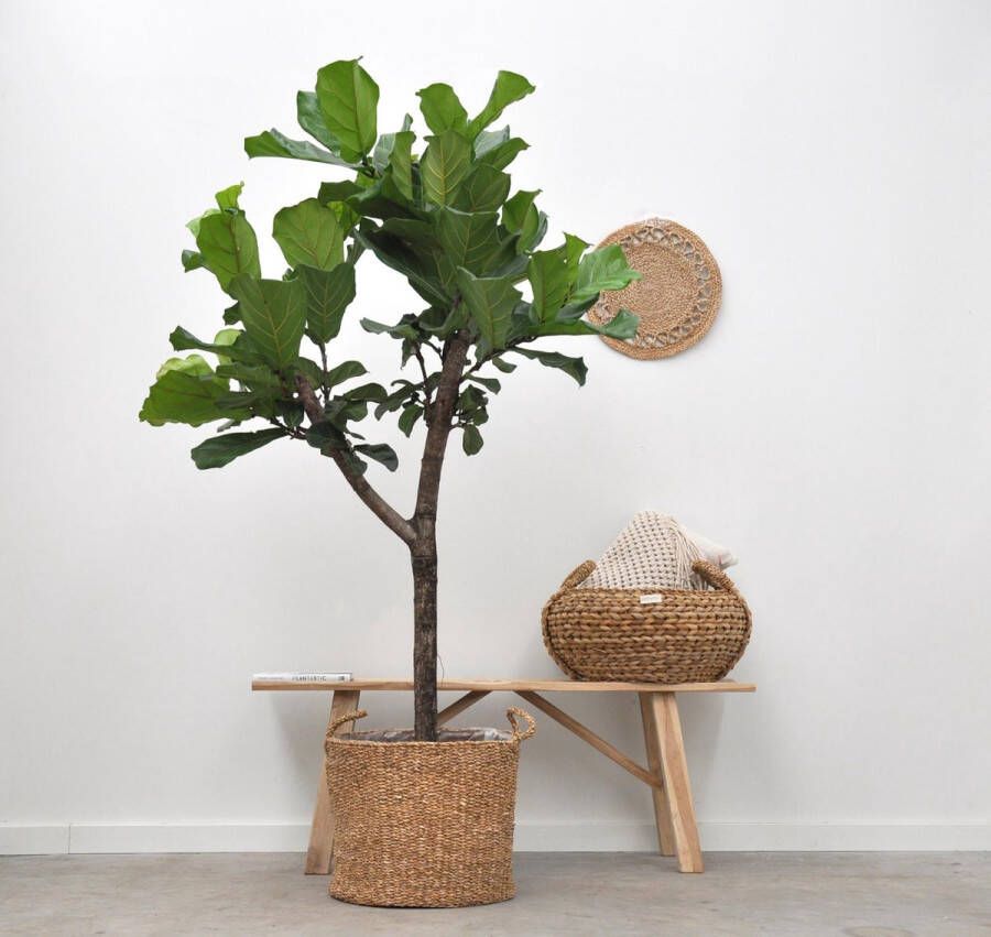 BOTANICLY Groene plant – Vioolplant (Ficus Lyrata) – Hoogte: 200 cm – van