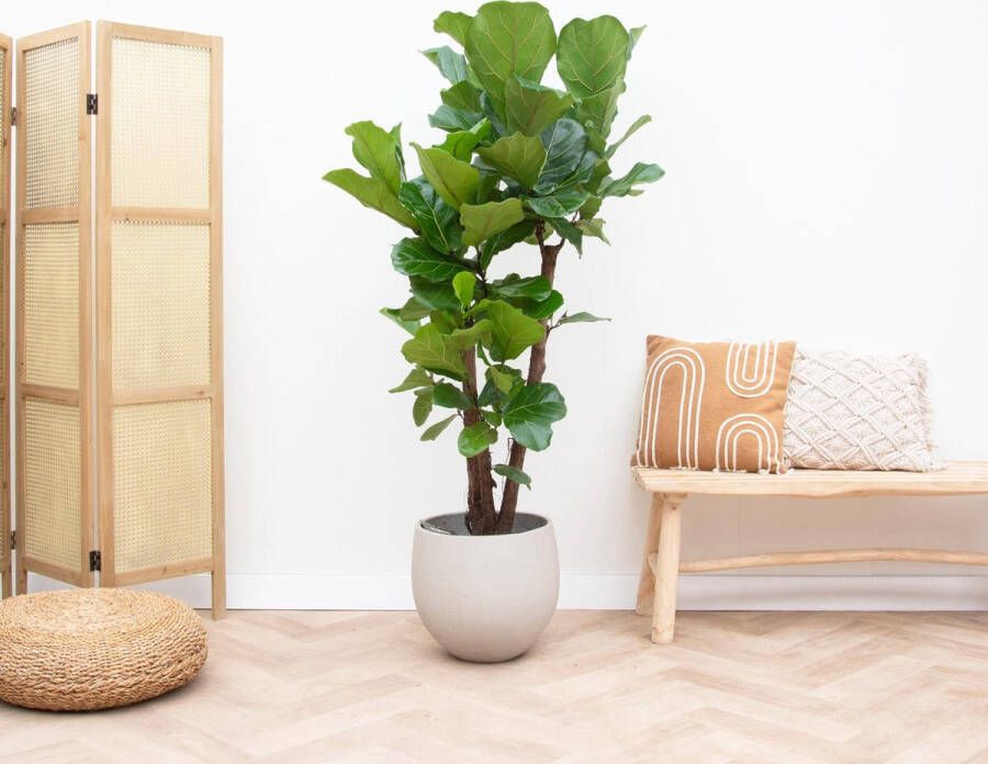 BOTANICLY Groene plant – Vioolplant (Ficus Lyrata) – Hoogte: 200 cm – van