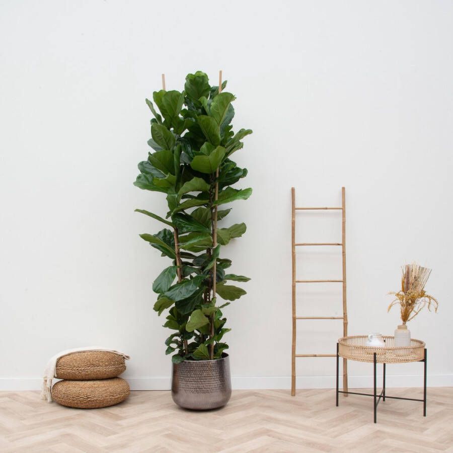 BOTANICLY Groene plant – Vioolplant (Ficus Lyrata) – Hoogte: 230 cm – van