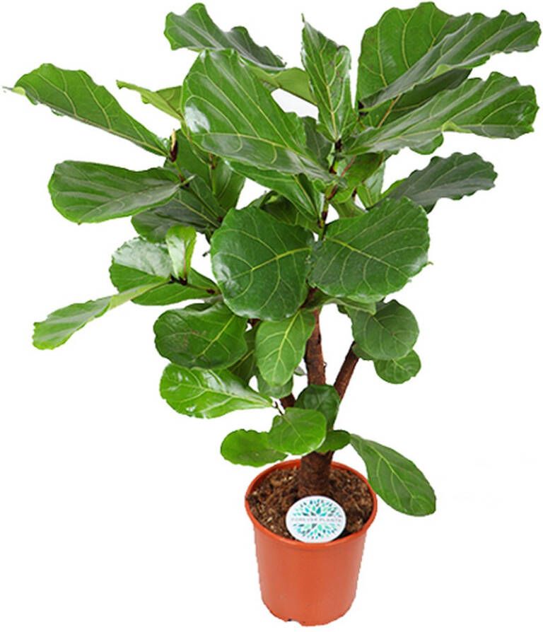 BOTANICLY Groene plant – Vioolplant (Ficus Lyrata) – Hoogte: 24 cm – van