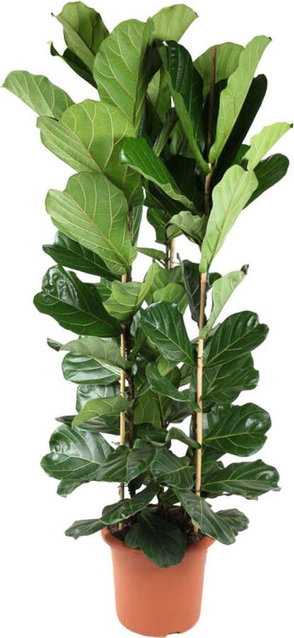 BOTANICLY Groene plant – Vioolplant (Ficus Lyrata) – Hoogte: 240 cm – van