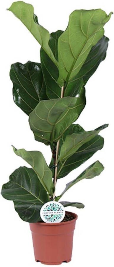 BOTANICLY Groene plant – Vioolplant (Ficus Lyrata) – Hoogte: 60 cm – van