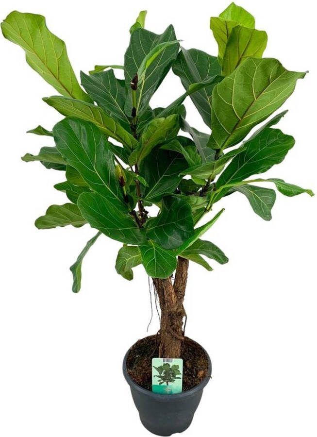 BOTANICLY Groene plant – Vioolplant (Ficus Lyrata) met bloempot – Hoogte: 100 cm – van