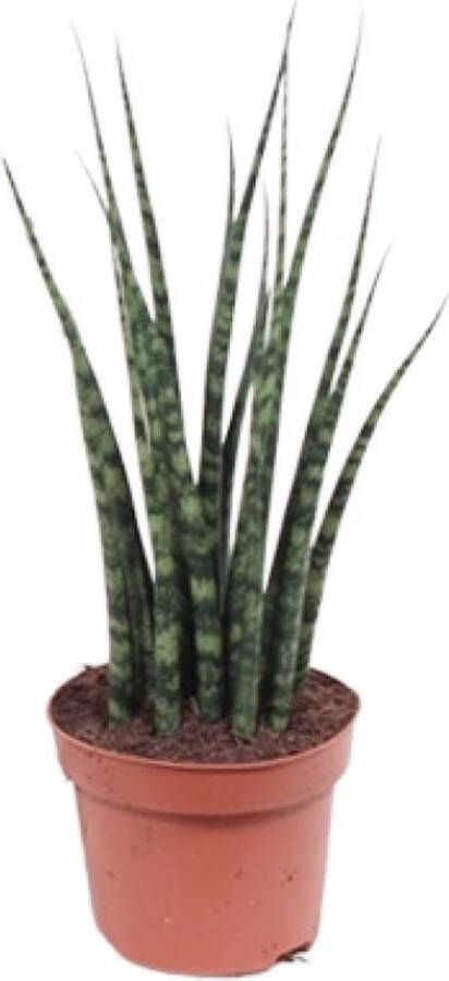 BOTANICLY Groene plant – Vrouwentongen (Sansevieria Fernwood Mikado) – Hoogte: 40 cm – van