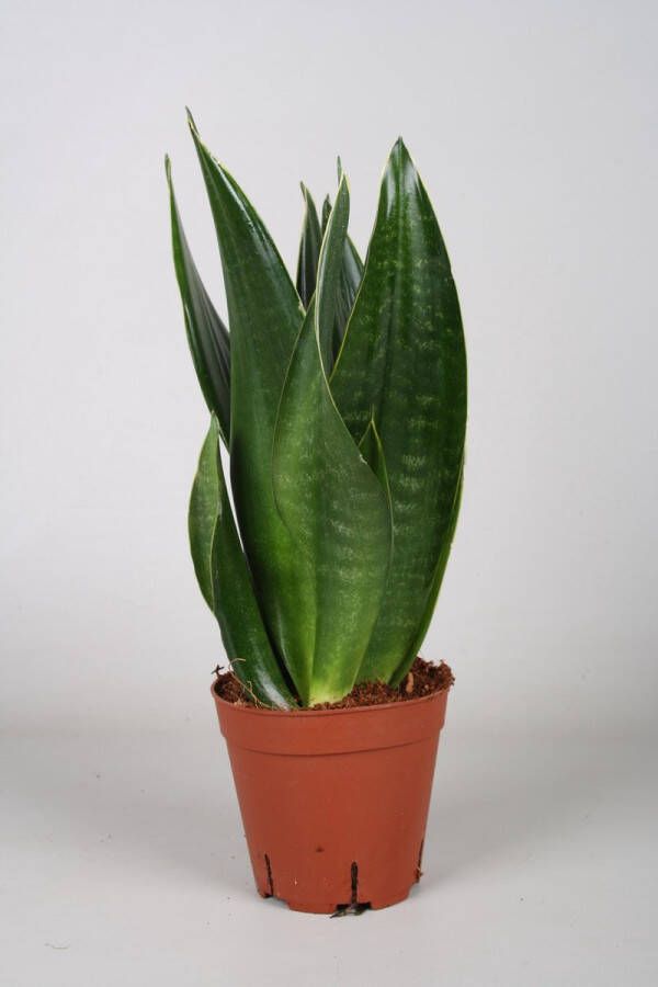 BOTANICLY Groene plant – Vrouwentongen (Sansevieria) – Hoogte: 40 cm – van