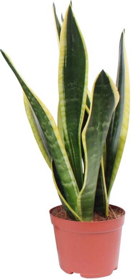 BOTANICLY Groene plant – Vrouwentongen (Sansevieria) – Hoogte: 45 cm – van