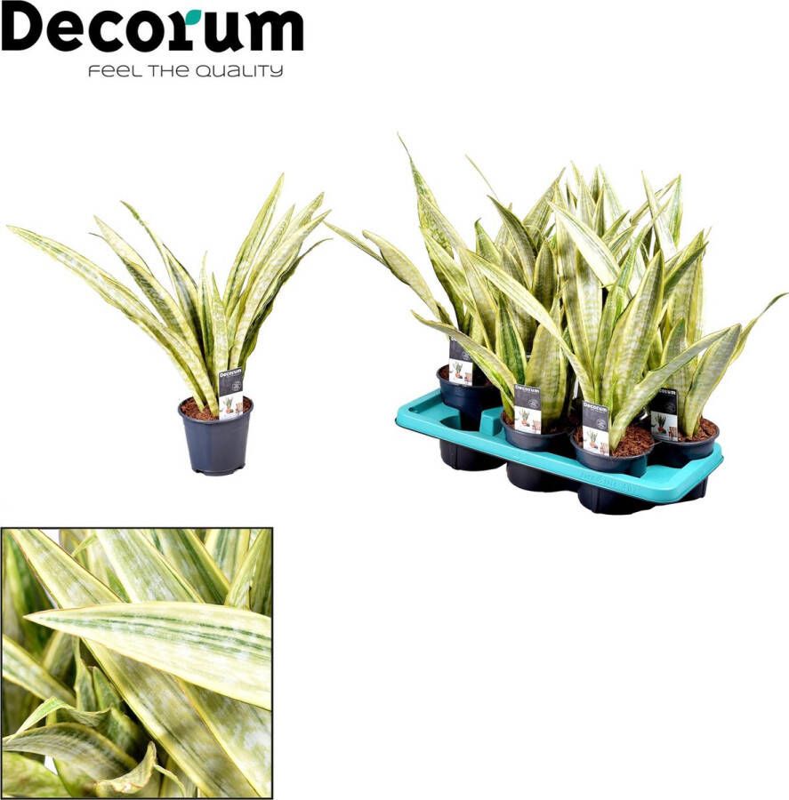 BOTANICLY Groene plant – Vrouwentongen (Sansevieria) – Hoogte: 50 cm – van