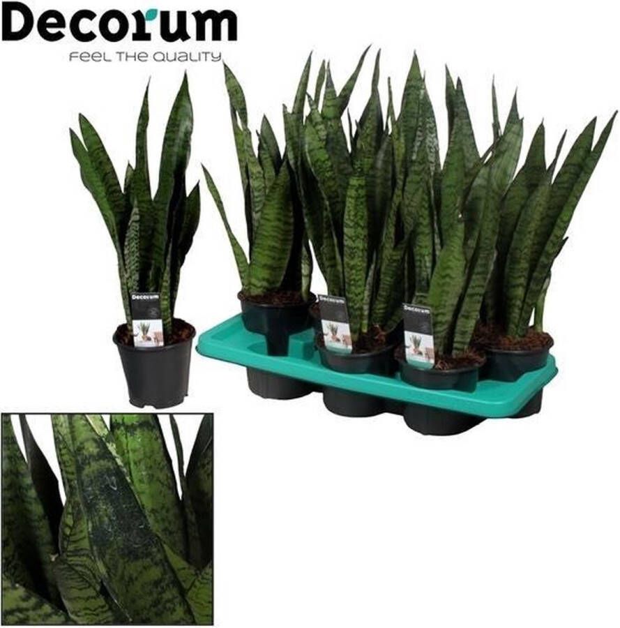 BOTANICLY Groene plant – Vrouwentongen (Sansevieria) – Hoogte: 55 cm – van