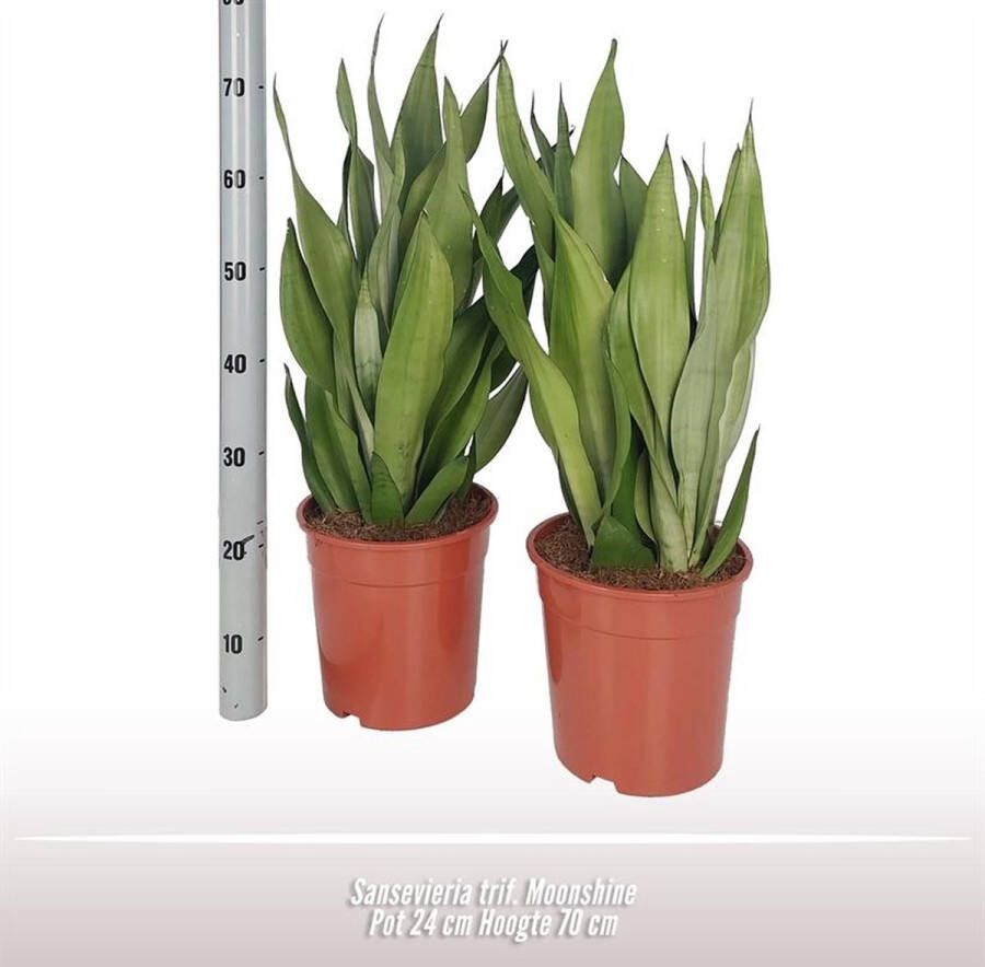 BOTANICLY Groene plant – Vrouwentongen (Sansevieria) – Hoogte: 70 cm – van