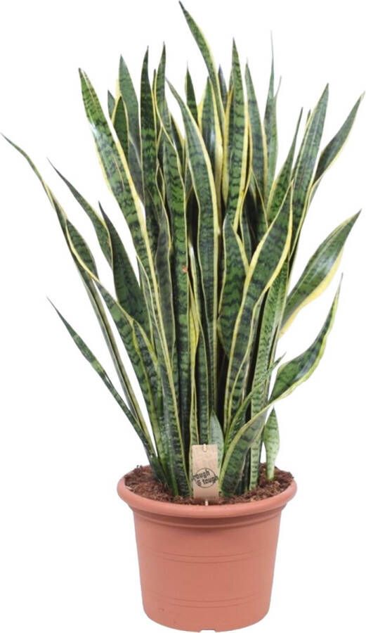 BOTANICLY Groene plant – Vrouwentongen (Sansevieria Laurentii) – Hoogte: 100 cm – van