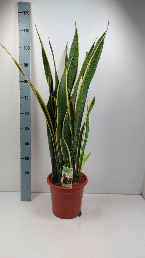 BOTANICLY Groene plant – Vrouwentongen (Sansevieria Laurentii) met bloempot – Hoogte: 100 cm – van